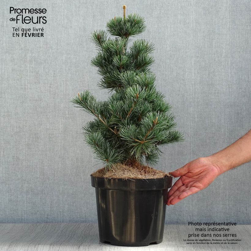 Spécimen de Pin blanc des japonais - Pinus parviflora Tempelhof Pot de 7,5L/10L tel que livré en automne