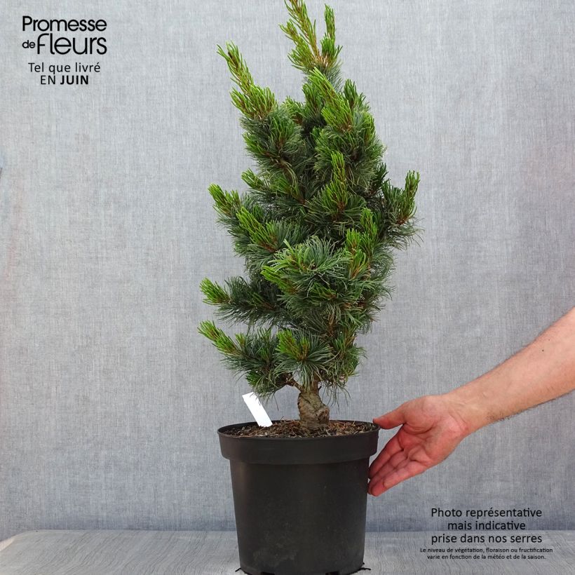 Spécimen de Pin blanc du Japon - Pinus parviflora Bergman                       Pot de 7,5L/10L tel que livré au printemps