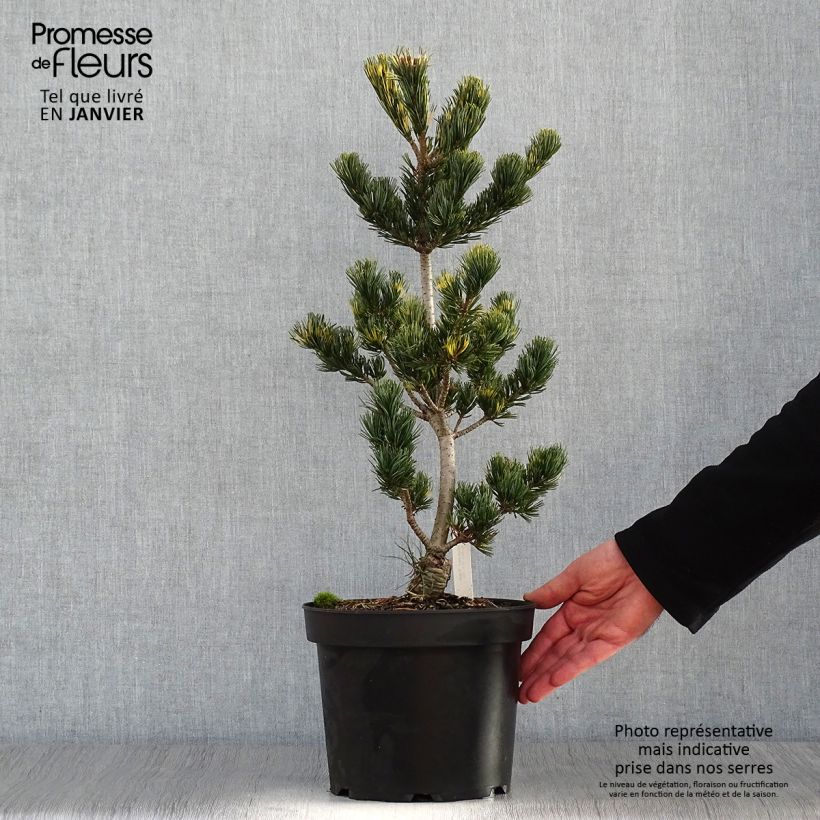 Spécimen de Pin blanc du Japon - Pinus parviflora Fukai  Pot de 4L/5L tel que livré en hiver