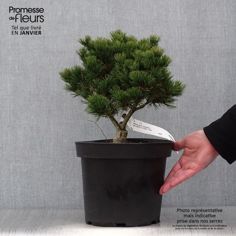 Spécimen de Pin blanc du Japon - Pinus parviflora Kokuho                      Pot de 7,5L/10L tel que livré en hiver