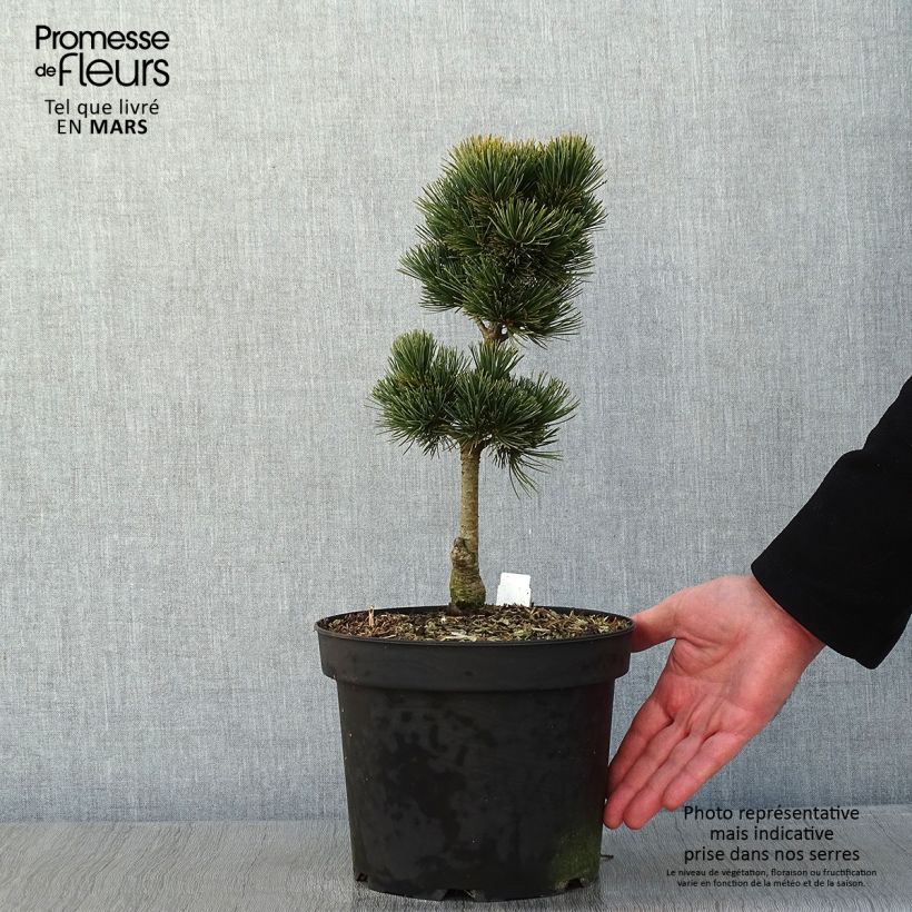 Spécimen de Pin cembro nain - Pinus cembra Compacta Glauca                   Pot de 4L/5L tel que livré en hiver