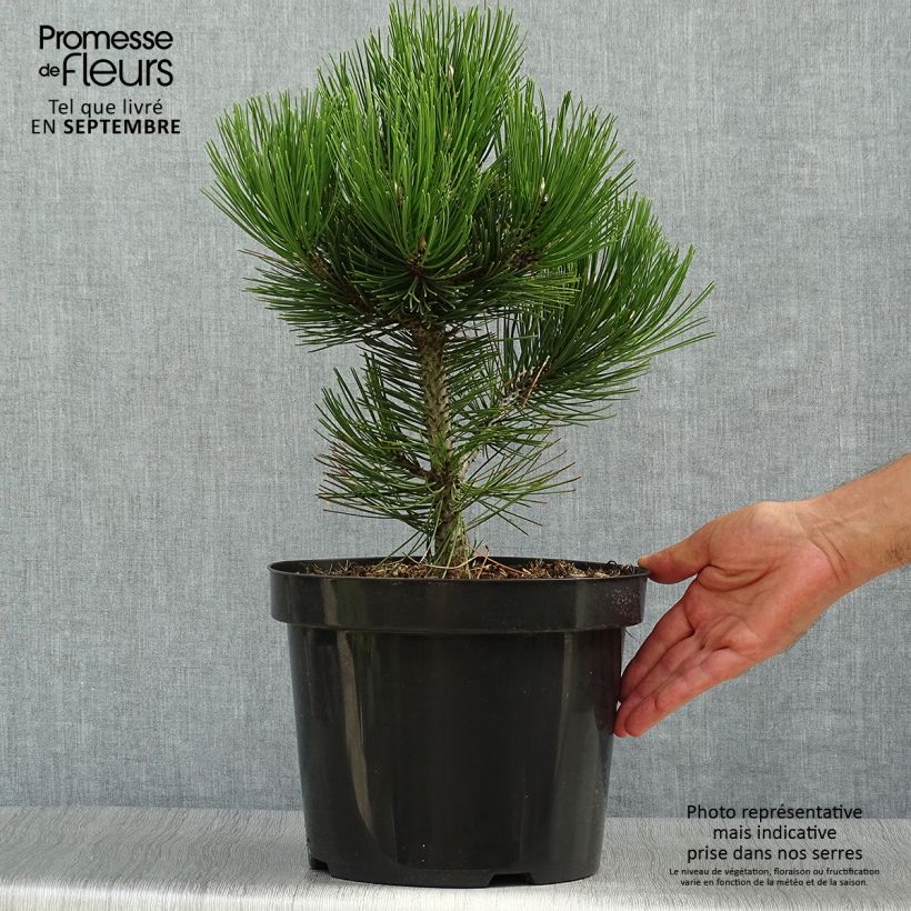 Spécimen de Pin de Bosnie - Pinus heldreichii Malinkii Pot de 7,5L/10L tel que livré en automne