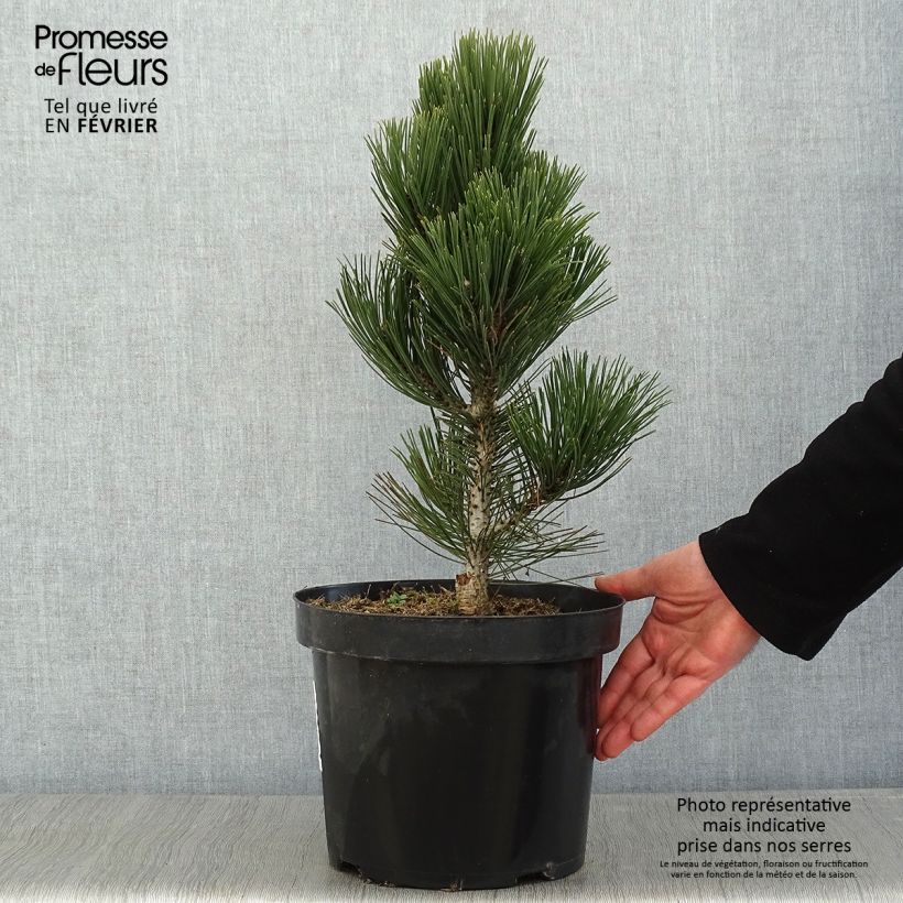 Spécimen de Pin de Bosnie - Pinus heldreichii Malinkii Pot de 7,5L/10L tel que livré en hiver