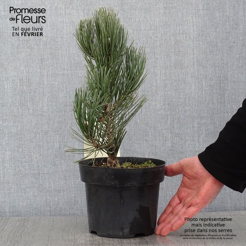 Spécimen de Pin de bosnie - Pinus heldreichii (leucodermis) Compact Gem Pot de 2L/3L tel que livré en hiver