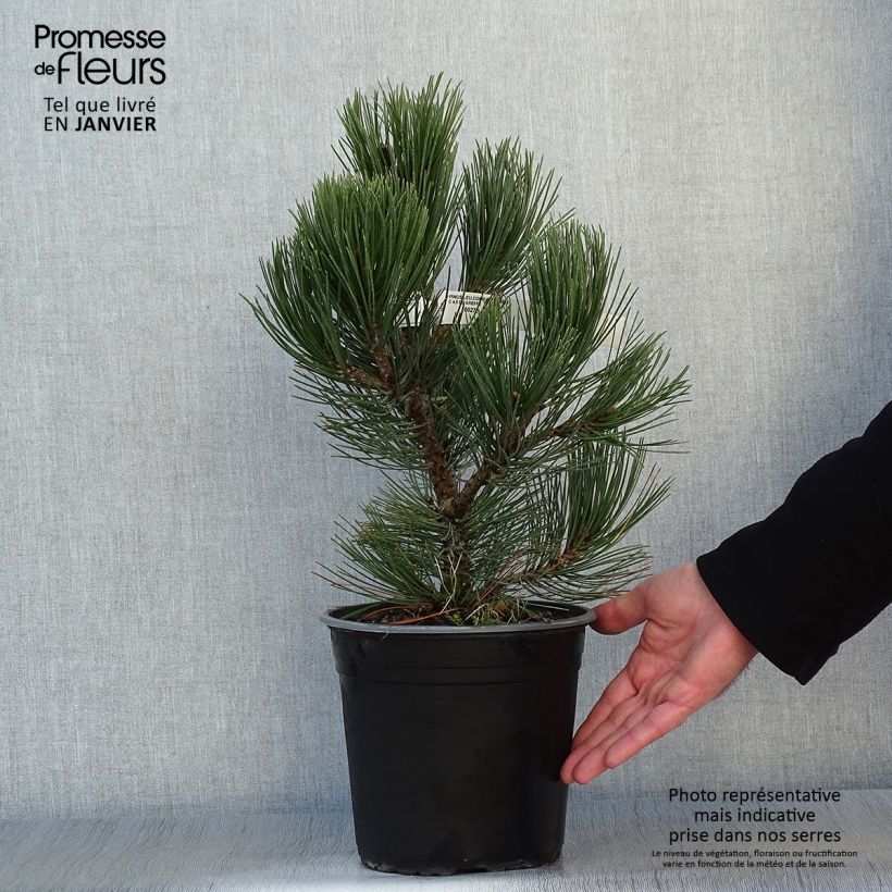 Spécimen de Pin de bosnie - Pinus heldreichii (leucodermis) Compact Gem Pot de 4L/5L tel que livré en hiver