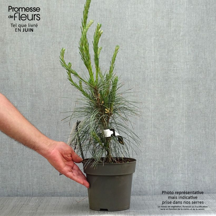 Spécimen de Pin de l'Himalaya - Pinus wallichiana Densa Hill Pot de 3L/4L tel que livré en été