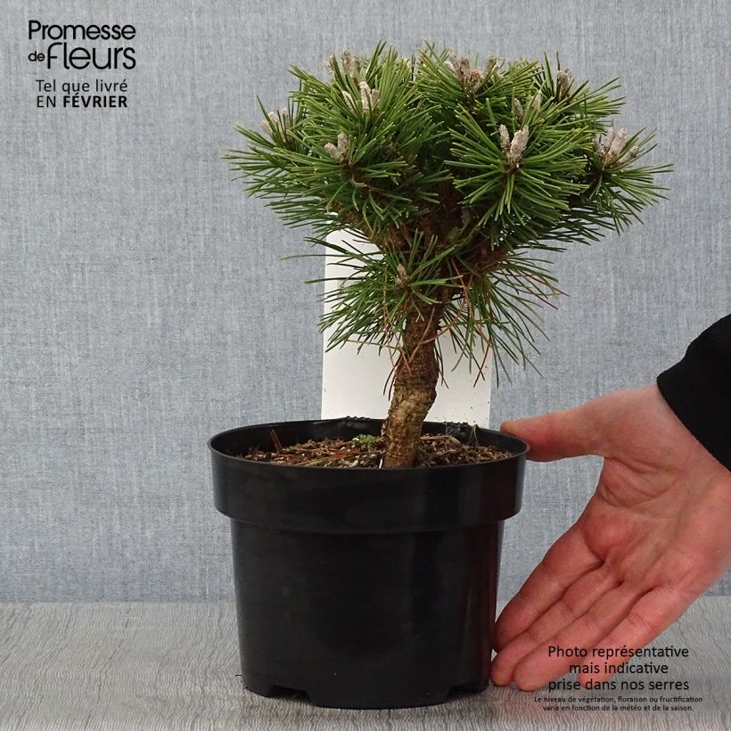Spécimen de Pin de montagne - Pinus mugo Benjamin Pot de 2L/3L tel que livré en hiver