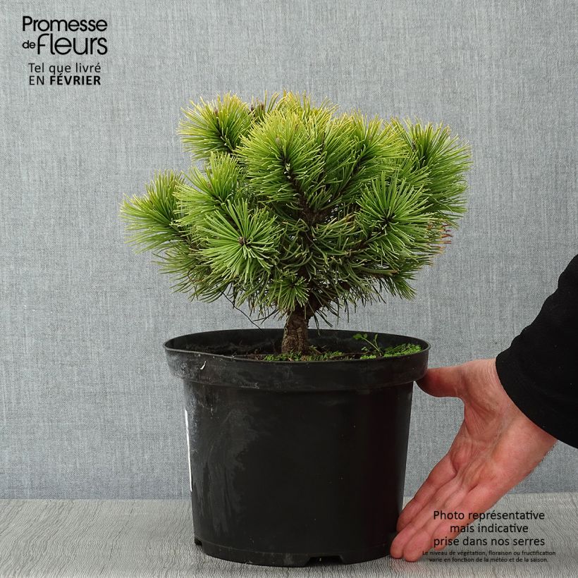 Spécimen de Pin de montagne - Pinus mugo Carsten's Wintergold Pot de 4L/5L tel que livré en hiver