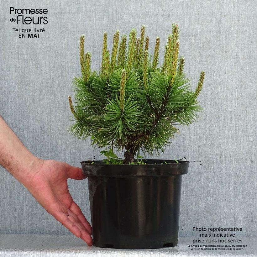 Spécimen de Pin de montagne - Pinus mugo Carsten's Wintergold Pot de 4L/5L tel que livré au printemps