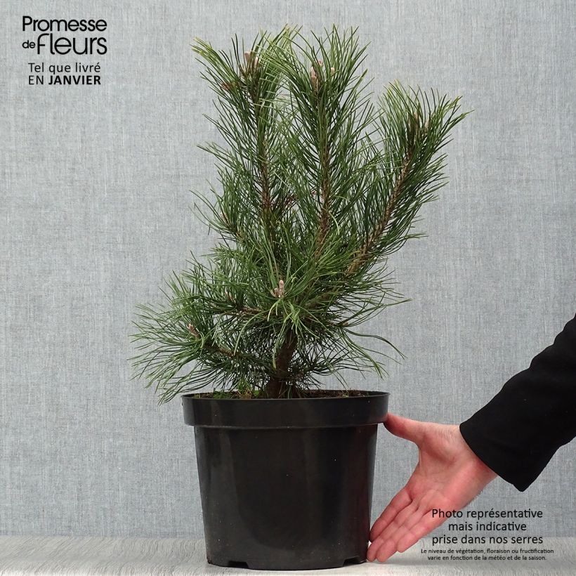Spécimen de Pin de montagne - Pinus mugo Gnom Pot de 7,5L/10L tel que livré en hiver