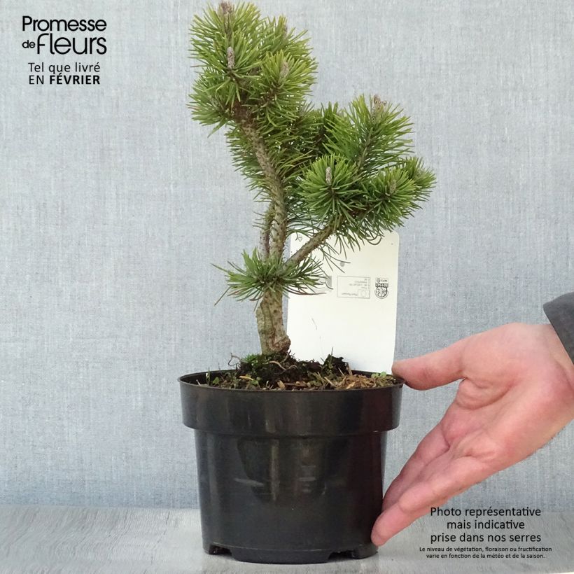 Spécimen de Pin de montagne - Pinus mugo Mops Gold Pot de 2L/3L tel que livré en hiver