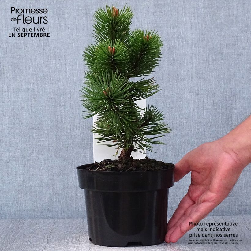 Spécimen de Pin de montagne - Pinus mugo Mumpitz Pot de 2L/3L tel que livré en automne