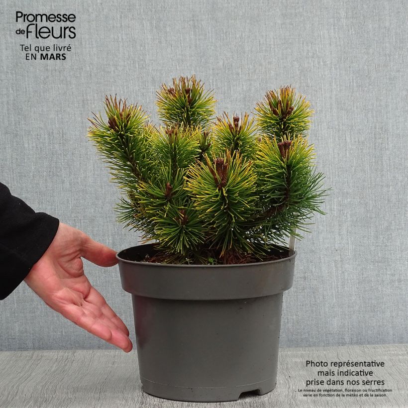 Spécimen de Pin de montagne - Pinus mugo Ophir Pot de 2L/3L tel que livré en hiver