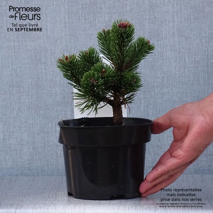 Spécimen de Pin de montagne - Pinus mugo Sherwood Compact Pot de 2L/3L tel que livré en automne