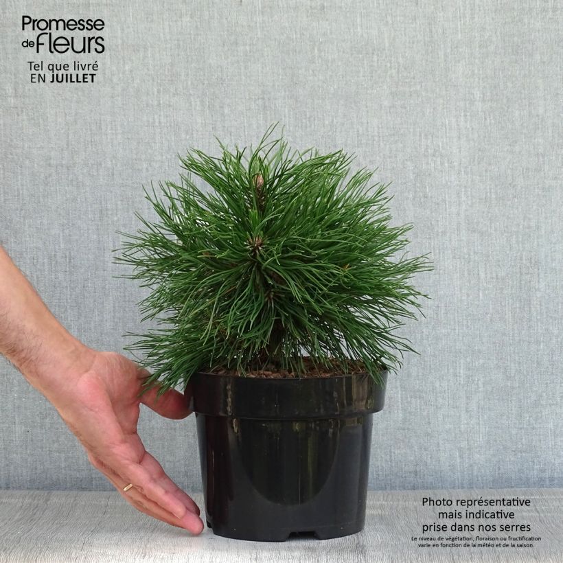 Spécimen de Pin de montagne - Pinus mugo Varella Pot de 2L/3L tel que livré en été