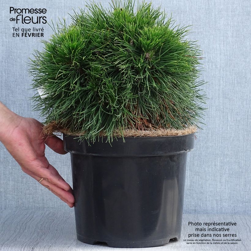 Spécimen de Pin de montagne - Pinus mugo Varella Pot de 7,5L/10L tel que livré en automne