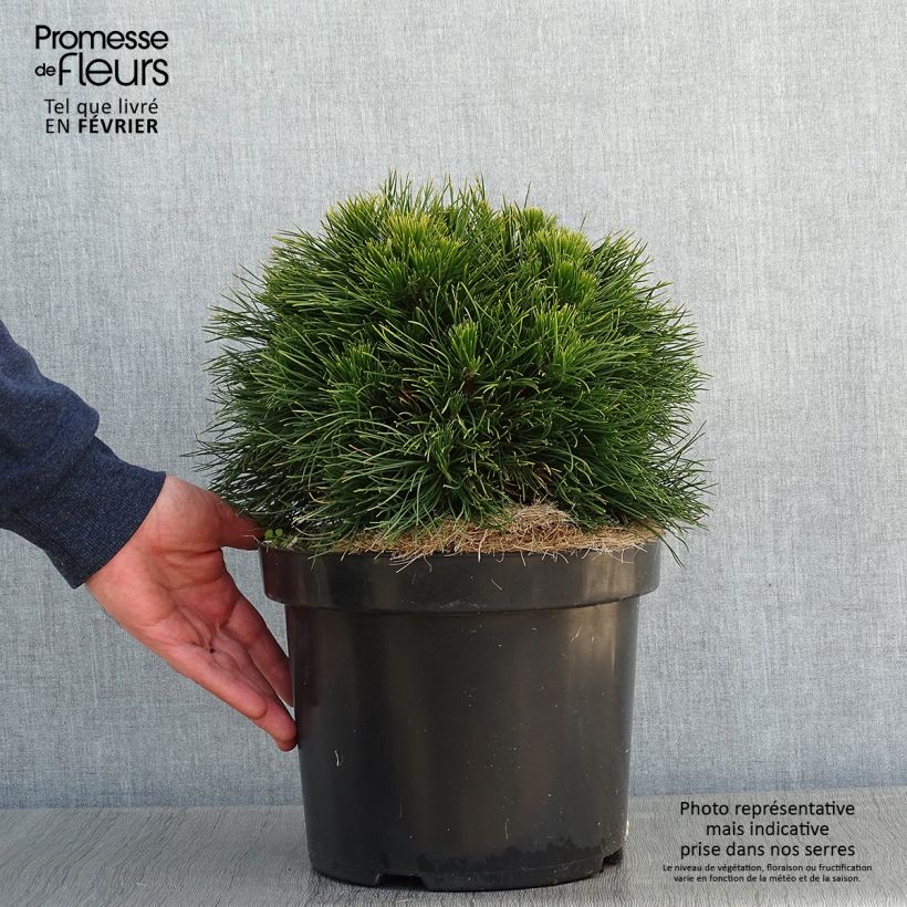 Spécimen de Pin de montagne - Pinus mugo Varella Pot de 7,5L/10L tel que livré en hiver
