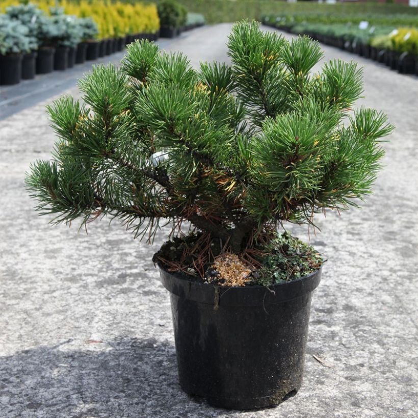 Pin de montagne - Pinus mugo Carsten's Wintergold (Port)