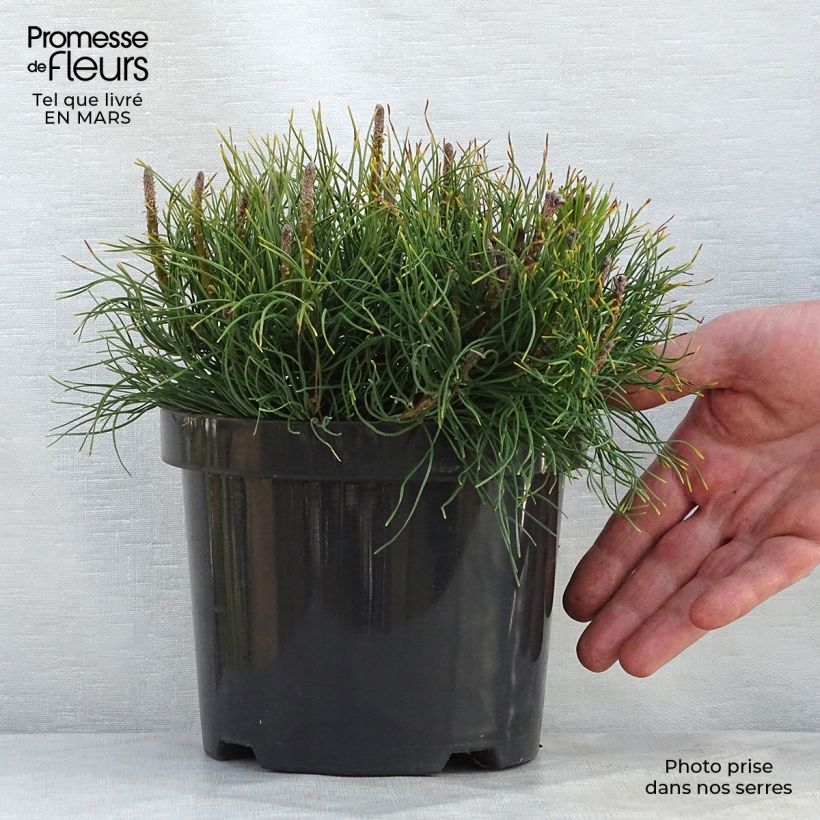 Spécimen de Pin des montagnes - Pinus mugo mughus Pot de 4L/5L tel que livré au printemps