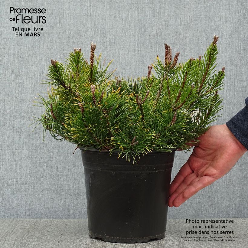 Spécimen de Pin des montagnes - Pinus mugo mughus Pot de 4L/5L tel que livré en hiver