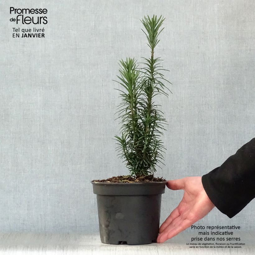 Spécimen de Pin japonais à queue de vache - Cephalotaxus harringtonia Fastigiata Pot de 2L/3L tel que livré en hiver
