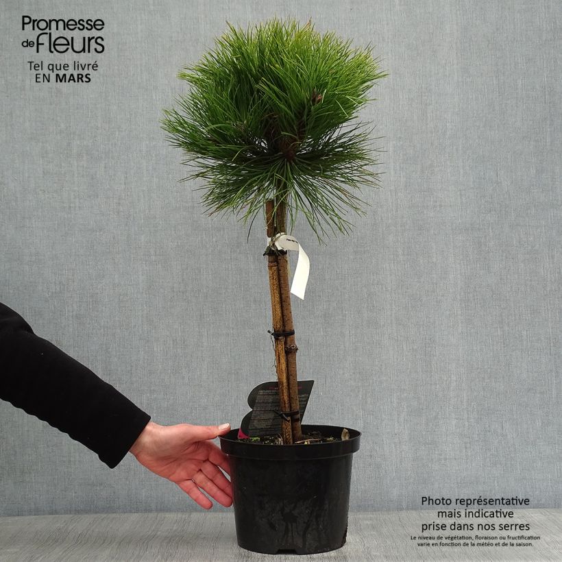 Spécimen de Pin noir - Pinus nigra Marie Brégeon Pot de 4L/5L, Tige tel que livré en hiver