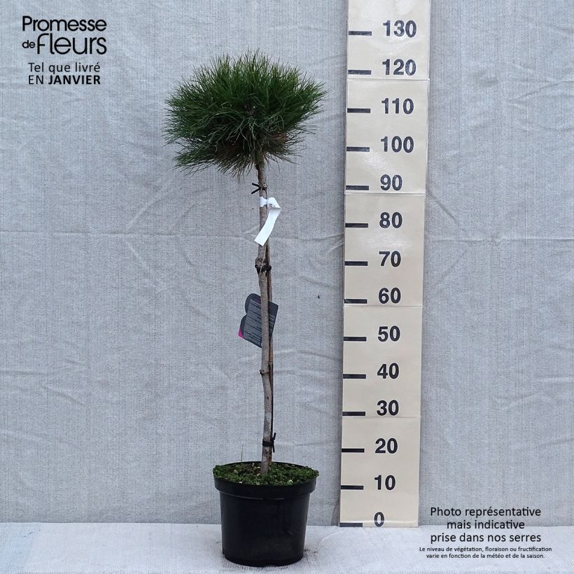 Spécimen de Pin noir - Pinus nigra Marie Brégeon Pot de 7,5L/10L, Demi-tige/ Tige de 70/80 cm tel que livré en hiver