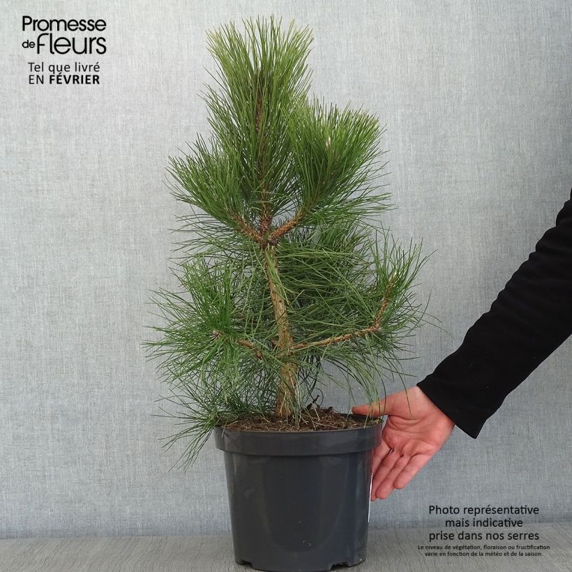 Spécimen de Pin noir d'Autriche - Pinus nigra nigra Pot de 7,5L/10L tel que livré en hiver