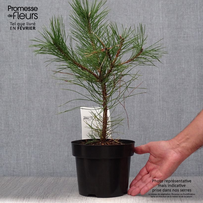 Spécimen de Pin noir d'Autriche - Pinus nigra nigra Pot de 2L/3L tel que livré en automne