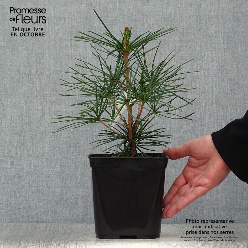 Spécimen de Pin parasol du japon - Sciadopitys verticillata Pot de 2L/3L tel que livré en automne