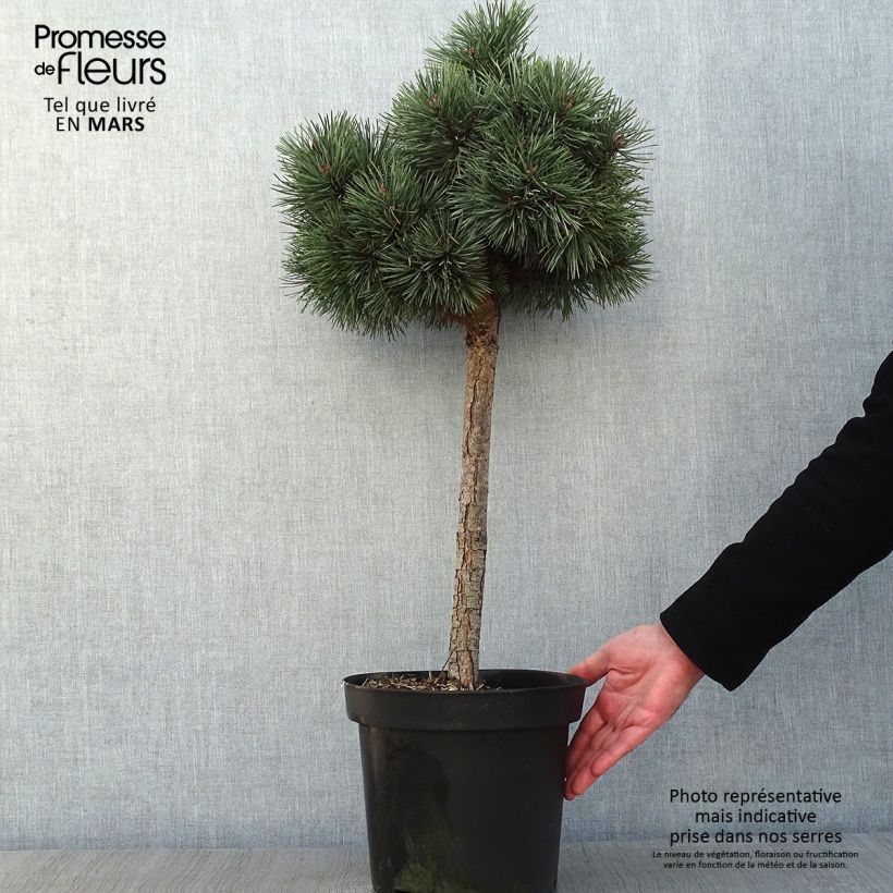 Spécimen de Pin sylvestre nain - Pinus sylvestris Doone Valley Pot de 7,5L/10L, Sur tige de 80 cm tel que livré en hiver