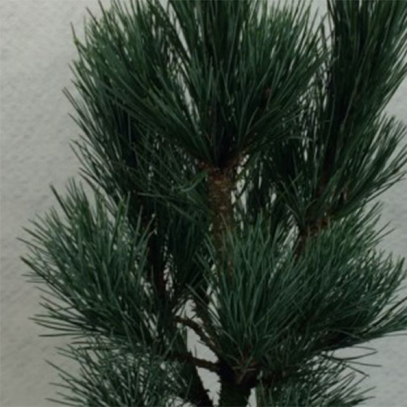 Pin cembro nain - Pinus cembra Compacta Glauca (Feuillage)