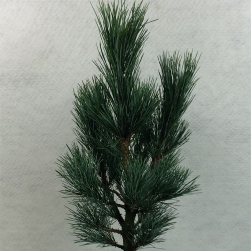Pin cembro nain - Pinus cembra Compacta Glauca (Port)