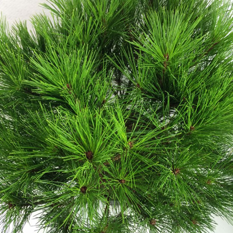 Pin rouge du Japon - Pinus densiflora Alice Verkade (Feuillage)