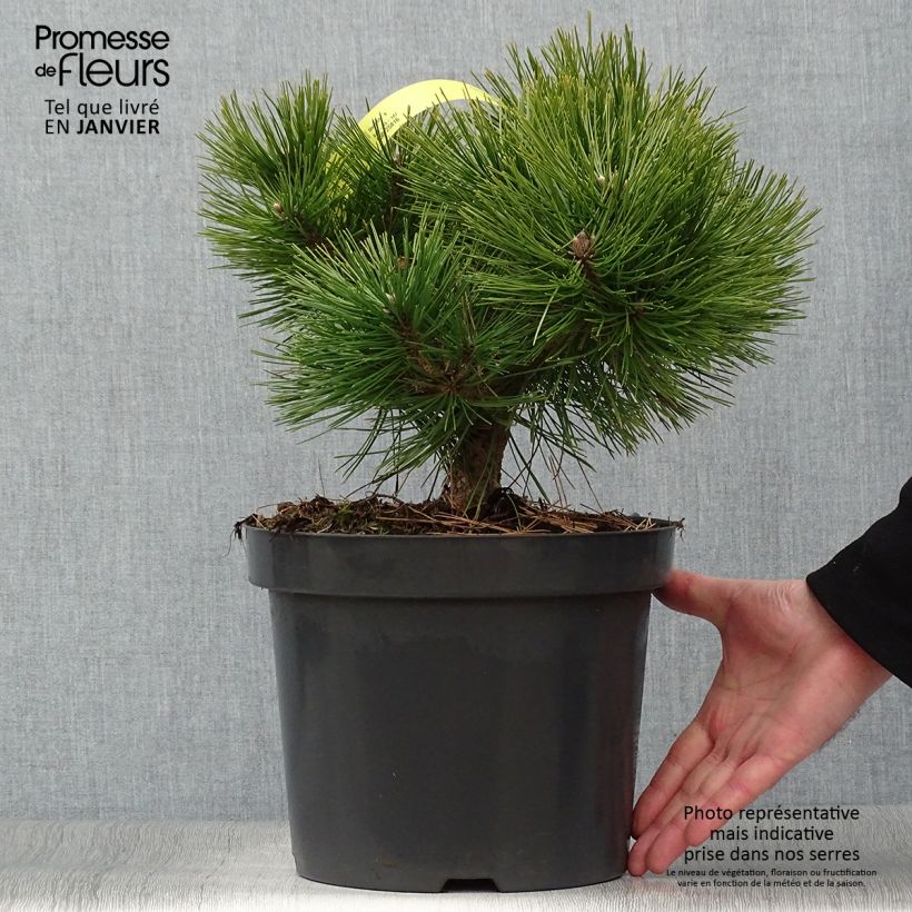 Spécimen de Pinus densiflora Jane Kluis - Pin rouge du Japon Pot de 7,5L/10L tel que livré en hiver