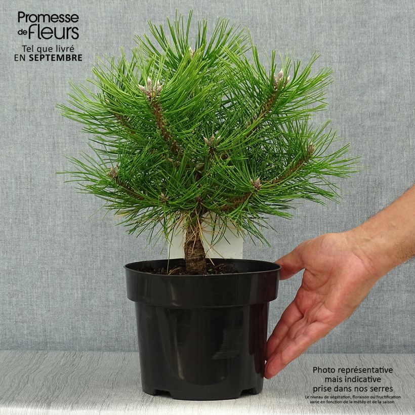 Spécimen de Pinus densiflora Jane Kluis - Pin rouge du Japon Pot de 2L/3L tel que livré en automne