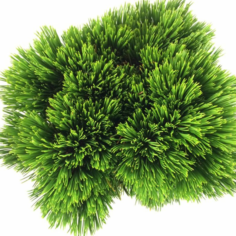 Pinus heldreichii Schmidtii - Pin de Bosnie (Feuillage)
