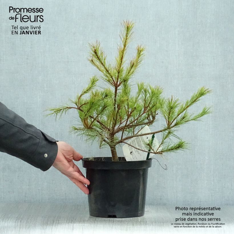 Spécimen de Pinus insignis (radiata) - Pin de Monterey Pot de 7,5L/10L tel que livré en hiver