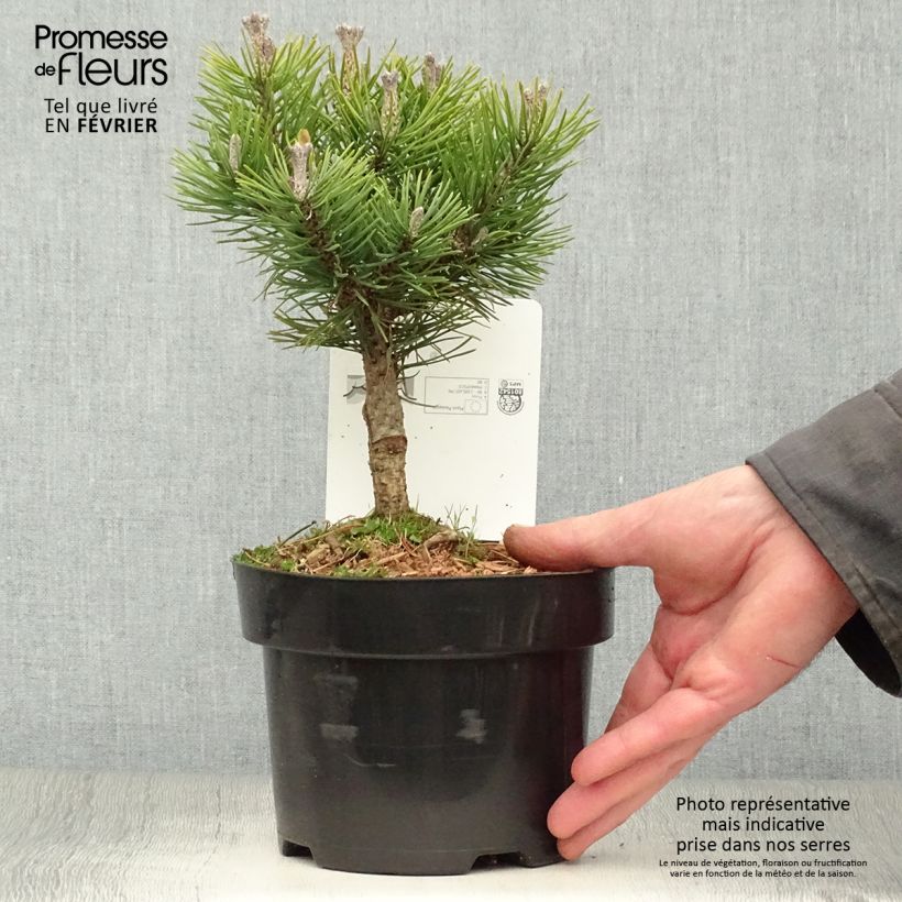 Spécimen de Pinus mugo Mops - Pin de montagne Pot de 2L/3L tel que livré en hiver