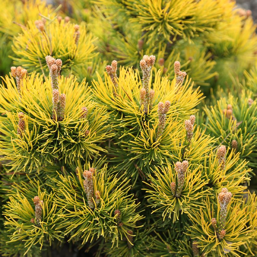 Pin de montagne - Pinus mugo Nana Balcanica Aurea (Feuillage)