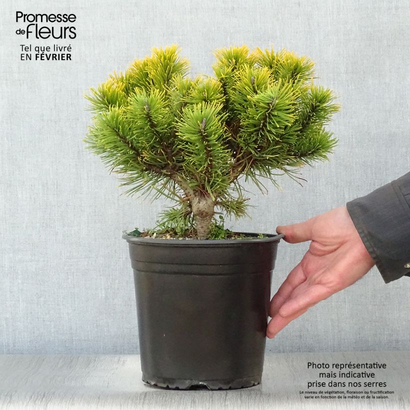 Spécimen de Pinus mugo Winter Gold - Pin de montagne nain doré Pot de 2L/3L tel que livré en hiver