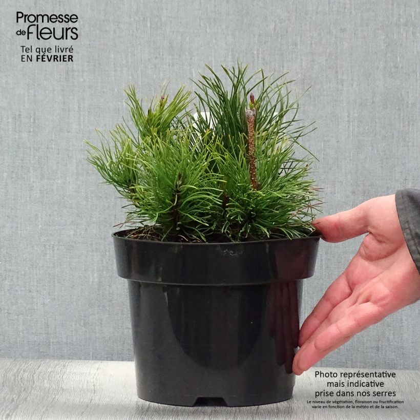 Spécimen de Pinus mugo pumilio - Pin de montagne Pot de 2L/3L tel que livré en hiver