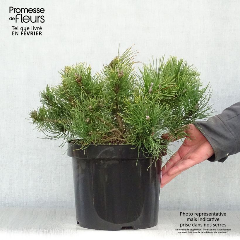 Spécimen de Pinus mugo pumilio - Pin de montagne Pot de 7,5L/10L tel que livré en hiver