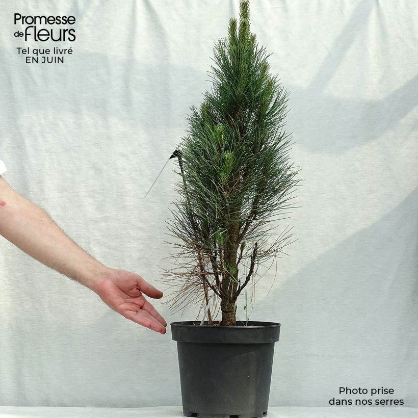 Spécimen de Pinus nigra Green Tower - Pin noir                          Pot de 7,5L/10L tel que livré en été