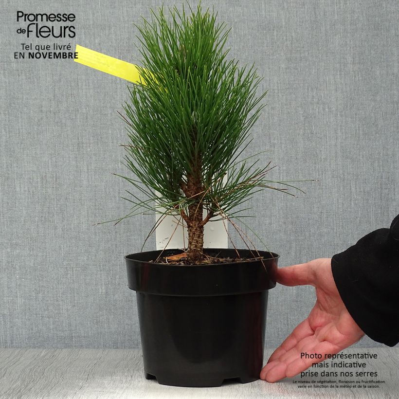 Spécimen de Pinus nigra Green Tower - Pin noir                          Pot de 2L/3L tel que livré en automne