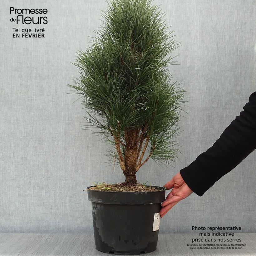 Spécimen de Pinus nigra Green Tower - Pin noir                          Pot de 7,5L/10L tel que livré en hiver