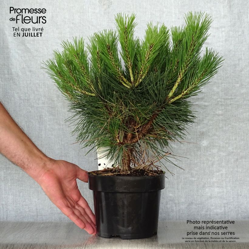 Spécimen de Pinus nigra Pierrick Brégeon  - Pin noir Pot de 2L/3L tel que livré en été