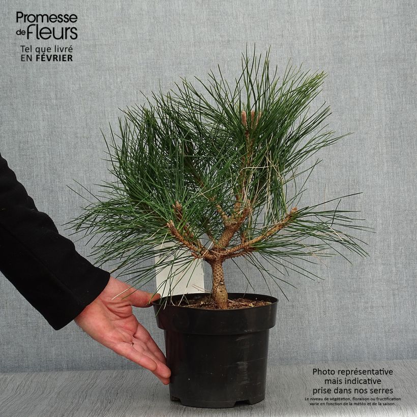 Spécimen de Pinus nigra Pierrick Brégeon  - Pin noir Pot de 2L/3L tel que livré en hiver