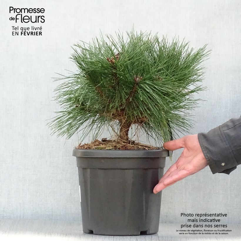 Spécimen de Pinus nigra Pierrick Brégeon  - Pin noir Pot de 7,5L/10L tel que livré en hiver