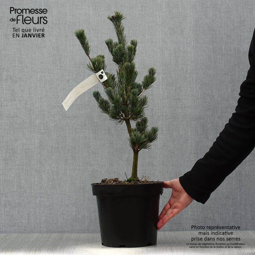Spécimen de Pinus parviflora Azumi Goye - Pin blanc du Japon                     Pot de 7,5L/10L tel que livré en hiver